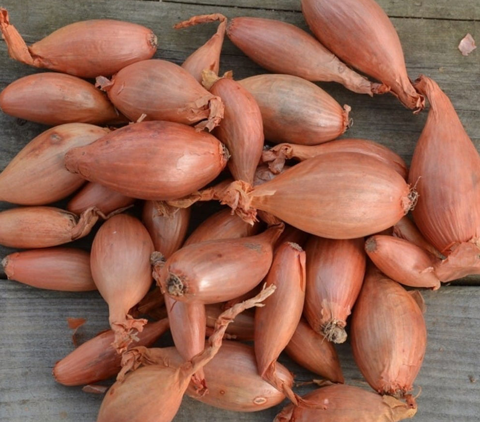 Le Ptit pot iodé de Mamouche